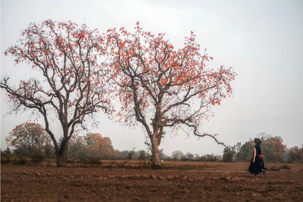 《柿与鸦》他每年都在柿树下等她，直到第七年乌鸦开始啄食落地的红柿，他才听见她嫁去远方当填房的消息。