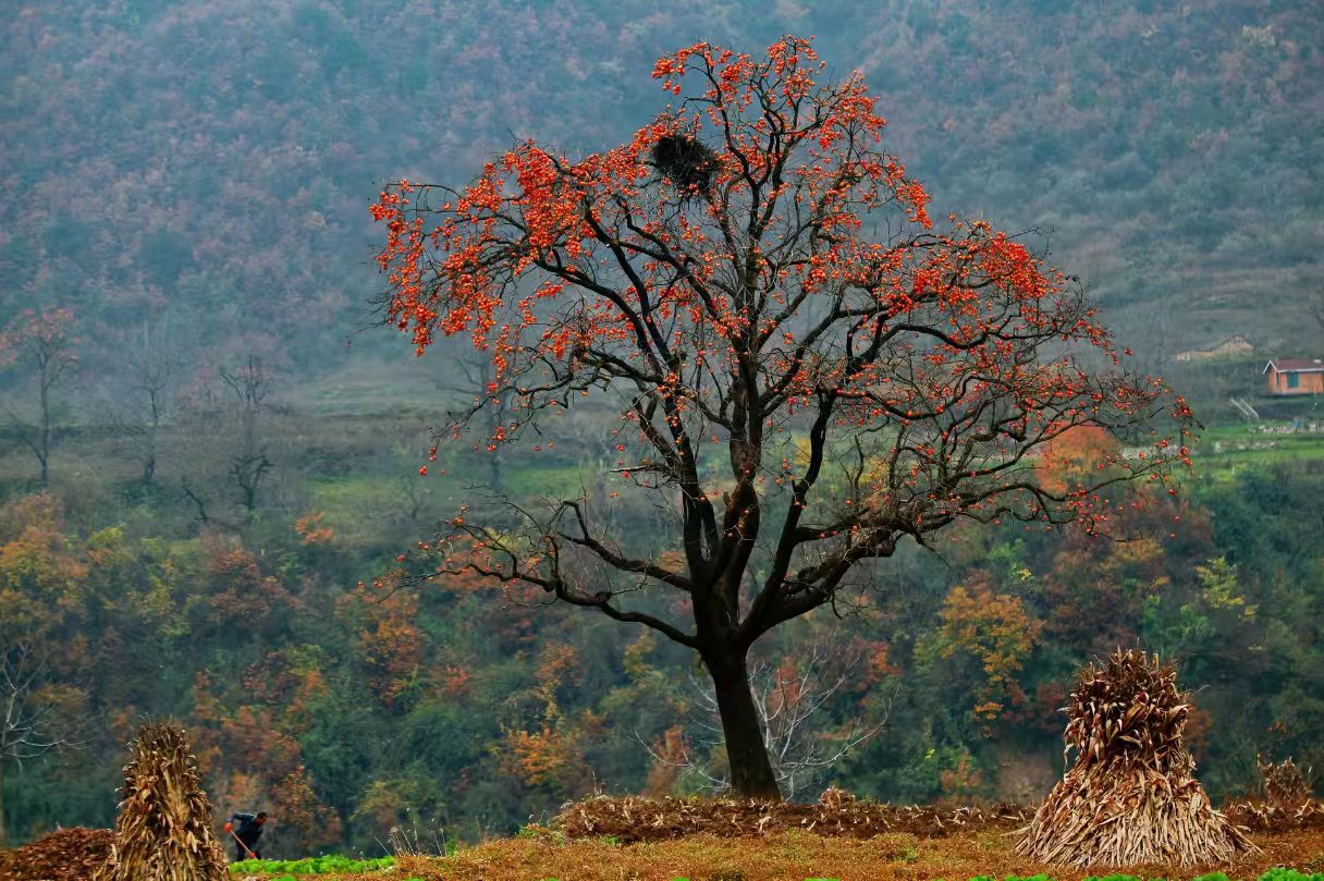 《父亲便是秋天本身》当我们抵达老家的山坳时，他正弯腰在屋后的坡地上，拾掇着最后一批番薯